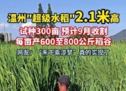 温州惊现2.1米巨型水稻